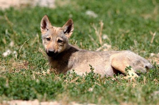 Wolf Welpe Wildpark Bad Mergentheim 2015