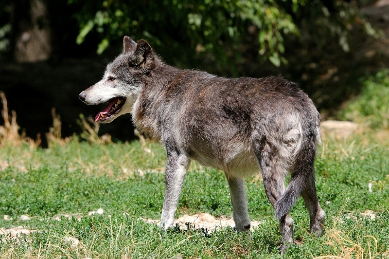 Wolf Wildpark Bad Mergentheim 2015
