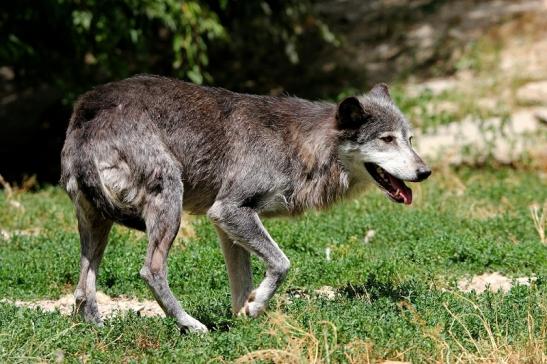 Wolf Wildpark Bad Mergentheim 2015