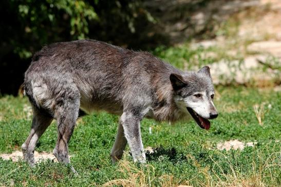 Wolf Wildpark Bad Mergentheim 2015