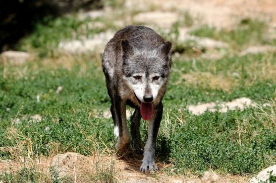 Wolf Wildpark Bad Mergentheim 2015