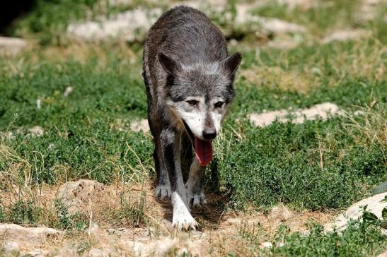 Wolf Wildpark Bad Mergentheim 2015