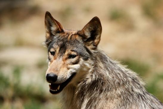 Wolf Wildpark Bad Mergentheim 2015