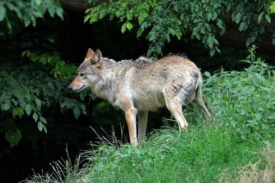 Wolf Wildpark Bad Mergentheim 2015