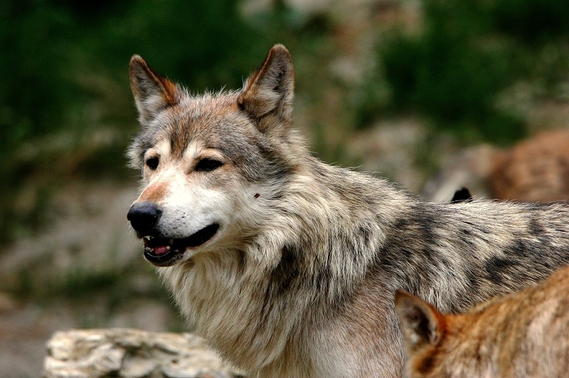 Wolf Wildpark Bad Mergentheim 2015