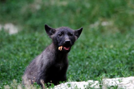 Wolf Wildpark Bad Mergentheim 2015