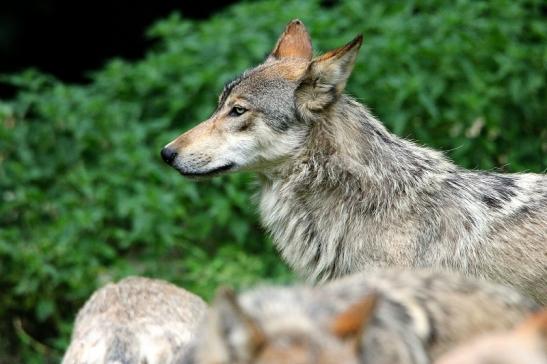 Wolf Wildpark Bad Mergentheim 2015