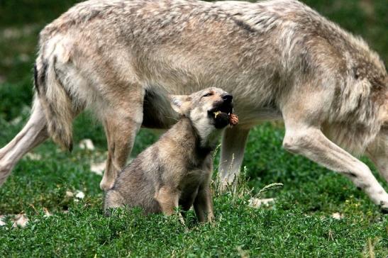 Wolf mit Welpe Wildpark Bad Mergentheim 2015