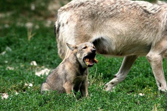 Wolf mit Welpe Wildpark Bad Mergentheim 2015