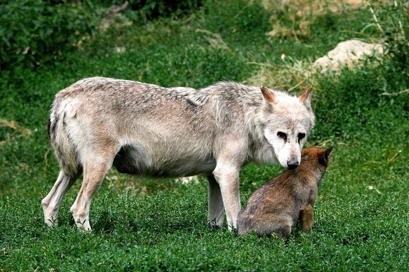 Wolf mit Welpe Wildpark Bad Mergentheim 2015