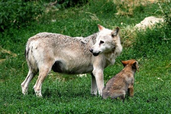 Wolf mit Welpe Wildpark Bad Mergentheim 2015