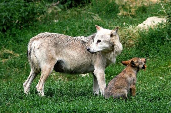 Wolf mit Welpe Wildpark Bad Mergentheim 2015