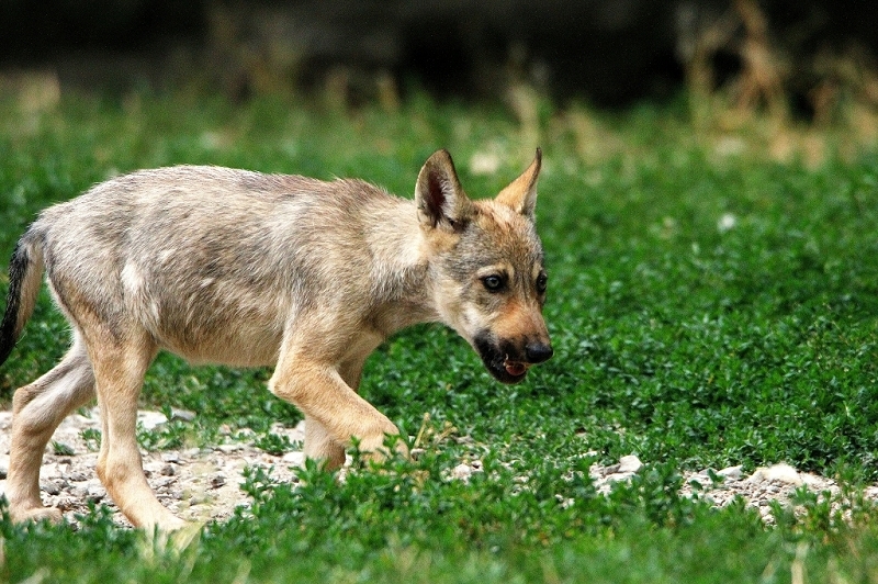 Wolf Welpe Wildpark Bad Mergentheim 2015