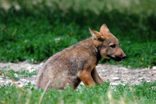 Wolf Welpe Wildpark Bad Mergentheim 2015