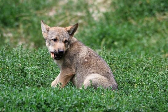 Wolf Welpe Wildpark Bad Mergentheim 2015