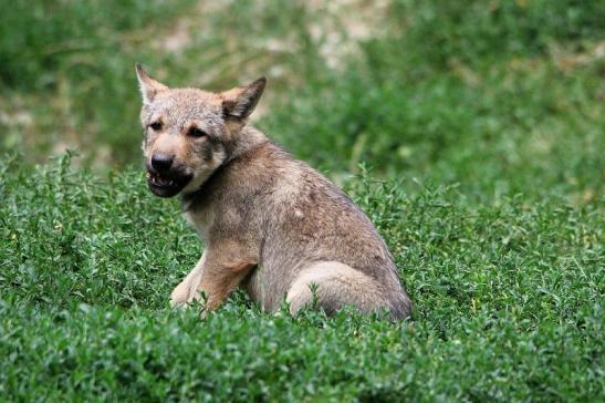 Wolf Welpe Wildpark Bad Mergentheim 2015