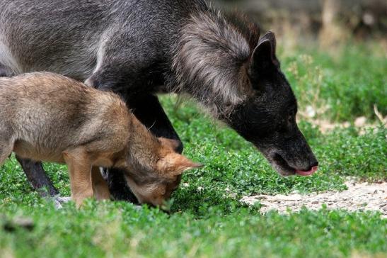 Wolf mit Welpe Wildpark Bad Mergentheim 2015