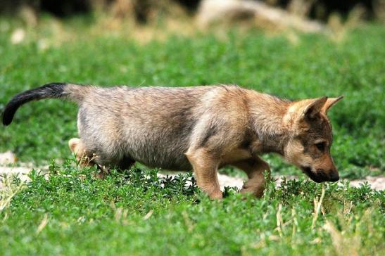 Wolf Welpe Wildpark Bad Mergentheim 2015