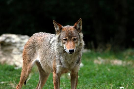 Wolf Wildpark Bad Mergentheim 2015