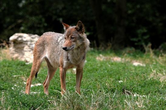 Wolf Wildpark Bad Mergentheim 2015