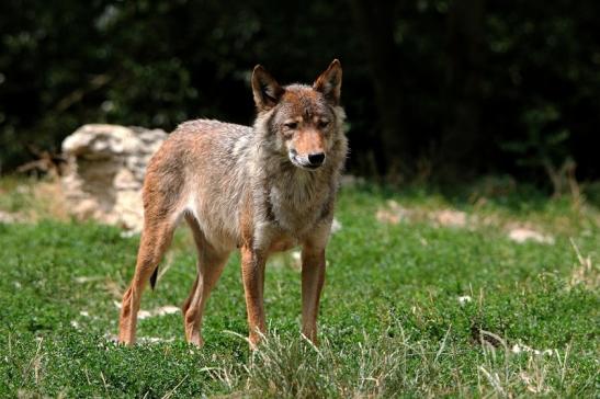 Wolf Wildpark Bad Mergentheim 2015