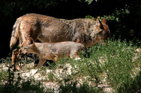 Wolf Wildpark Bad Mergentheim 2015