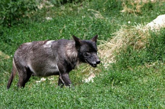 Wolf Wildpark Bad Mergentheim 2015