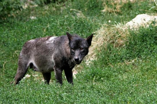 Wolf Wildpark Bad Mergentheim 2015