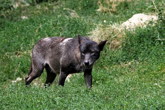 Wolf Wildpark Bad Mergentheim 2015