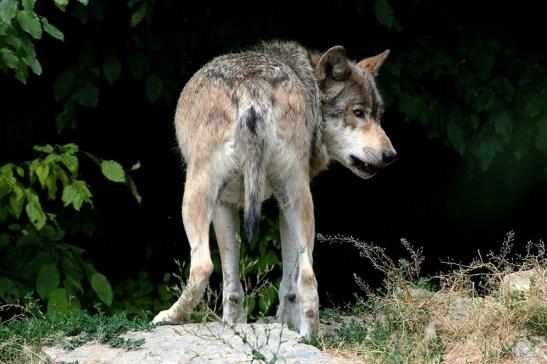 Wolf Wildpark Bad Mergentheim 2015