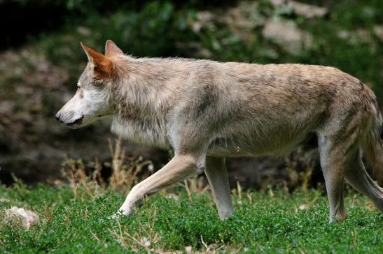 Wolf Wildpark Bad Mergentheim 2015