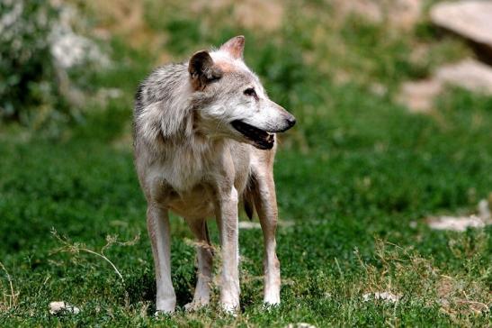 Wolf Wildpark Bad Mergentheim 2015