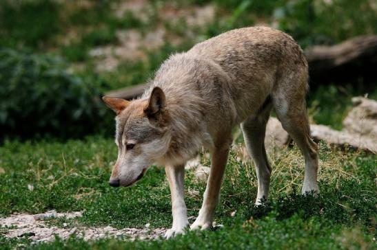 Wolf Wildpark Bad Mergentheim 2015