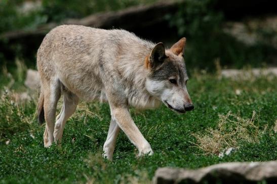 Wolf Wildpark Bad Mergentheim 2015