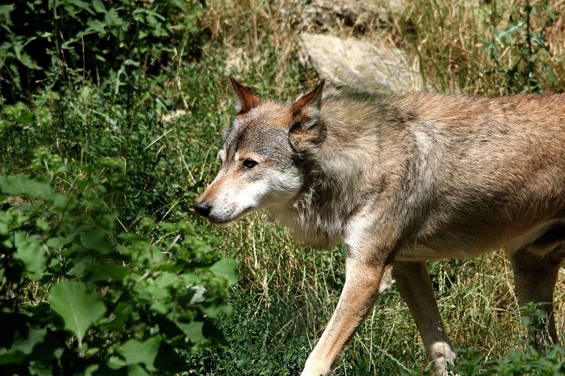 Wolf Wildpark Bad Mergentheim 2015