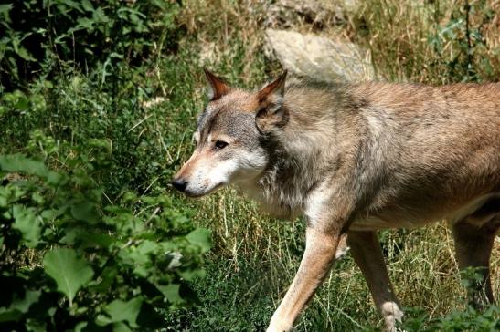 Wolf Wildpark Bad Mergentheim 2015