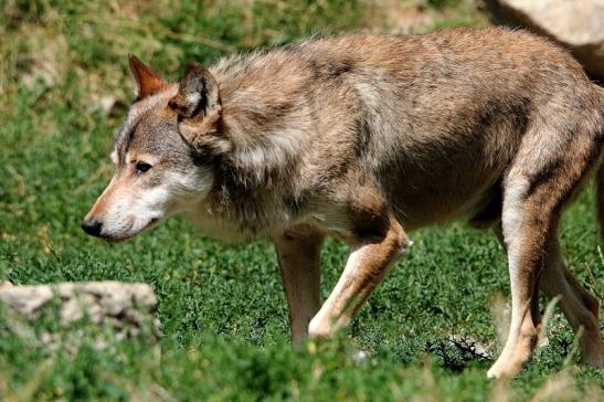 Wolf Wildpark Bad Mergentheim 2015