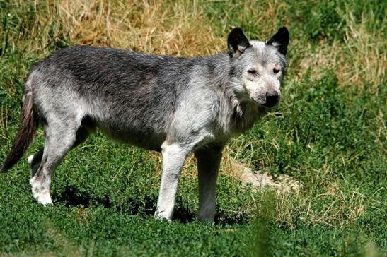 Wolf Wildpark Bad Mergentheim 2015