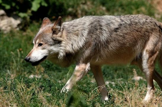 Wolf Wildpark Bad Mergentheim 2015