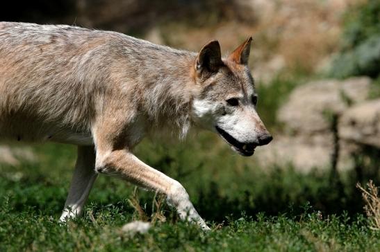 Wolf Wildpark Bad Mergentheim 2015