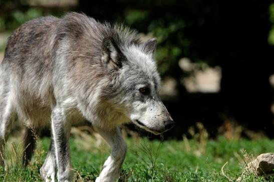 Wolf Wildpark Bad Mergentheim 2015