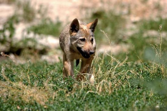 Wolf Welpe Wildpark Bad Mergentheim 2015