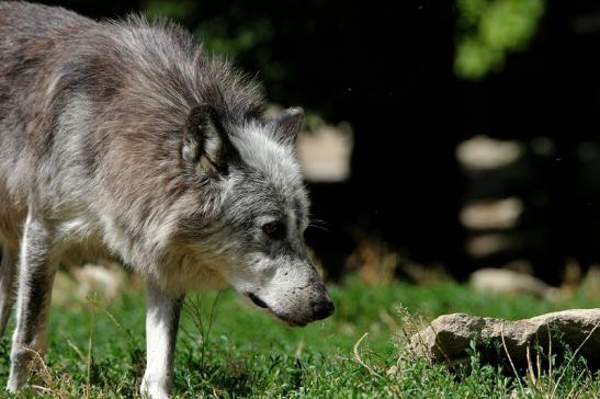 Wolf Wildpark Bad Mergentheim 2015