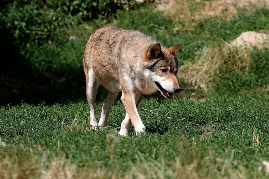 Wolf Wildpark Bad Mergentheim 2015