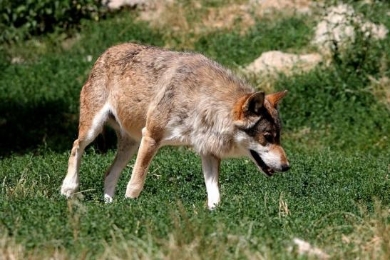 Wolf Wildpark Bad Mergentheim 2015