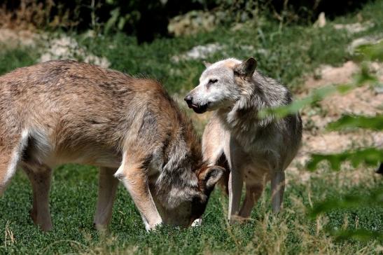 Wolf Wildpark Bad Mergentheim 2015