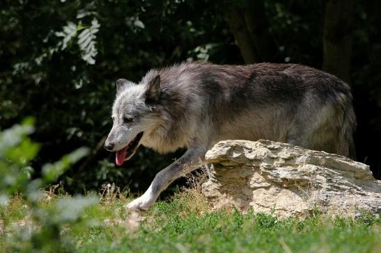 Wolf Wildpark Bad Mergentheim 2015