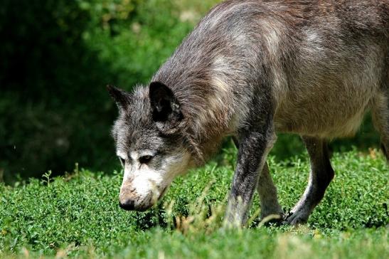 Wolf Wildpark Bad Mergentheim 2015