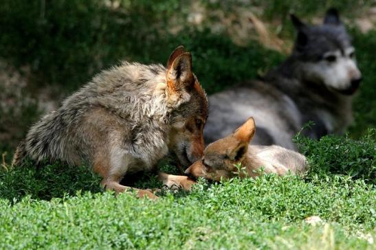 Wolf mit Welpe Wildpark Bad Mergentheim 2015