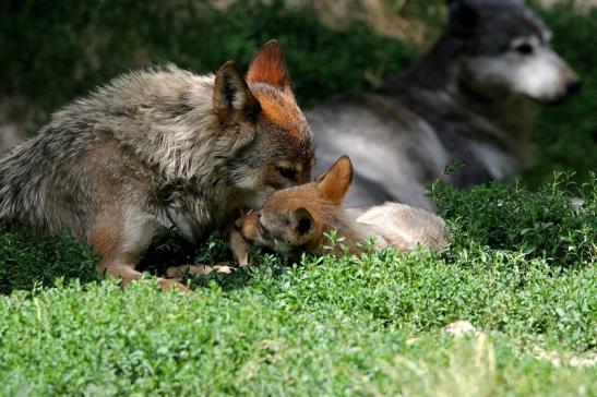 Wolf mit Welpe Wildpark Bad Mergentheim 2015